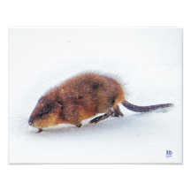 A muskrat rambles on the shore of Higgins Lake
