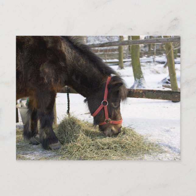 A native horse originally from Gotland where Postcard (Front)