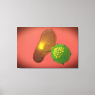 A Natural Killer Cell Injects Toxin Canvas Print