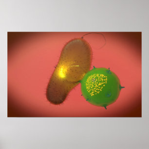 A Natural Killer Cell Injects Toxin Poster