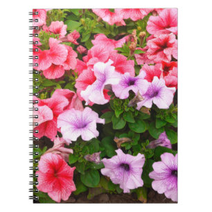 A nature photo is a beautiful petunia flower. Plan Notebook