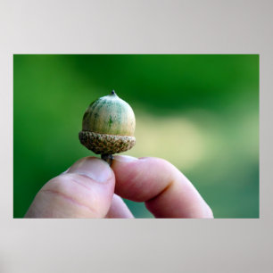 A New Beginning Acorn Poster
