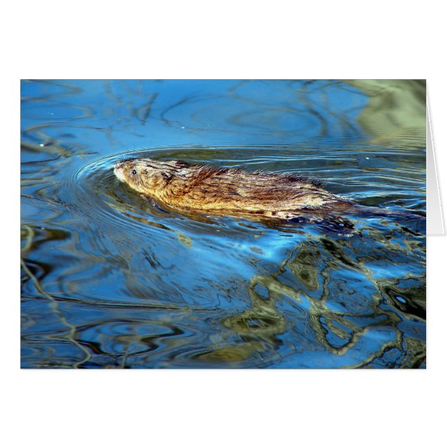 A New Breed of Duck (Front Horizontal)