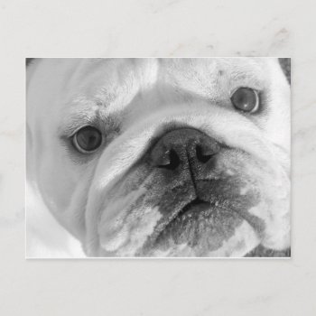 A New Friend Postcard by time2see at Zazzle