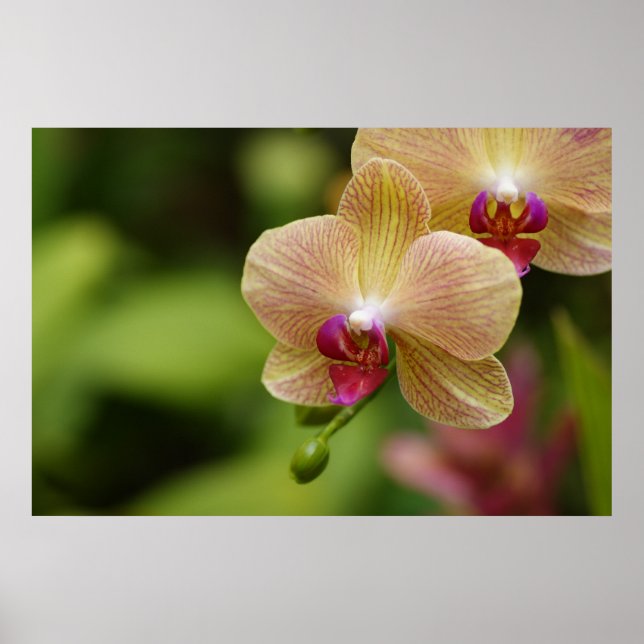 A nice couple poster (Front)