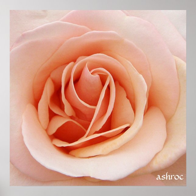 a nice pink rose poster (Front)