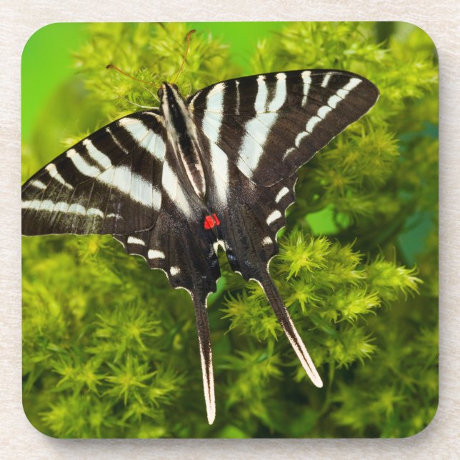A North American Swallowtail Butterfly Beverage Coaster (Front)