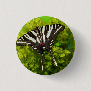 A North American Swallowtail Butterfly Button