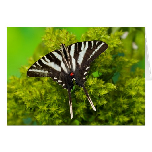 A North American Swallowtail Butterfly Cards (Front Horizontal)