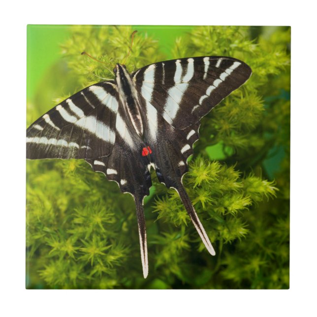 A North American Swallowtail Butterfly Ceramic Tile (Front)