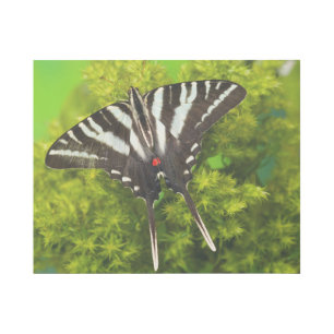 A North American Swallowtail Butterfly Gallery Wrap