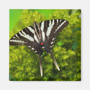 A North American Swallowtail Butterfly Magnet