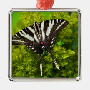 A North American Swallowtail Butterfly Metal Ornament
