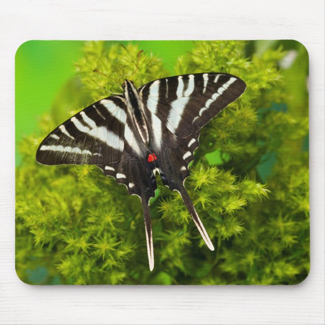 A North American Swallowtail Butterfly Mouse Pad (Front)