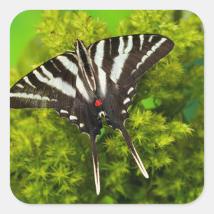 A North American Swallowtail Butterfly Square Sticker
