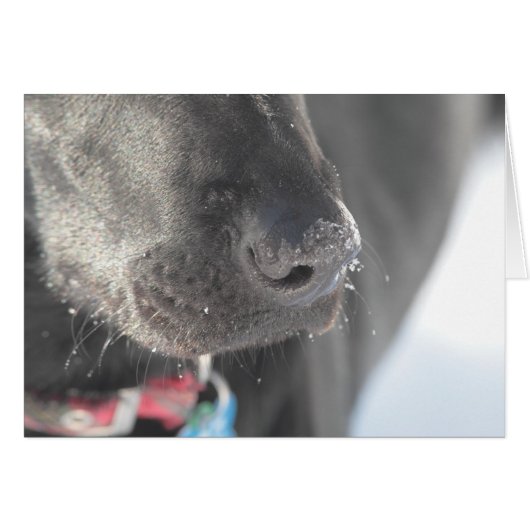 A Nose in Winter (Front Horizontal)