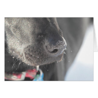 A Nose in Winter Cards