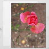 A November rosebud (Front/Back)
