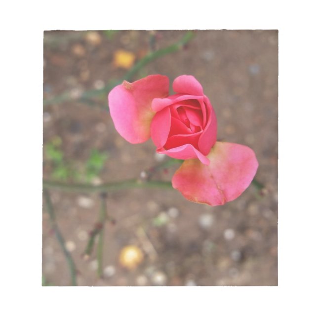 A November rosebud Notepad (Front)