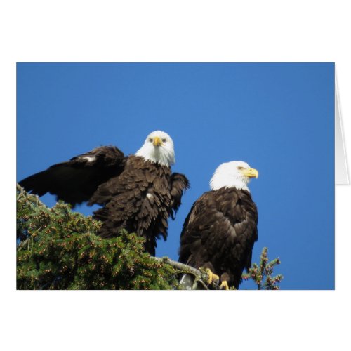 A Pair of Bald Eagles