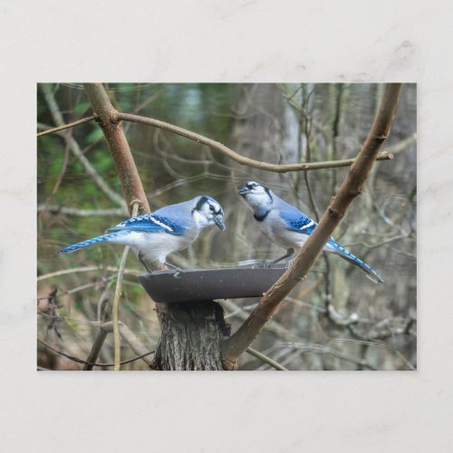 A Pair of Blue Jays at the feeding station listen Postcard