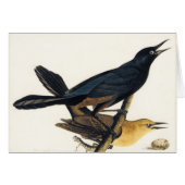 A Pair of Boat-Tailed Grackles (Front Horizontal)