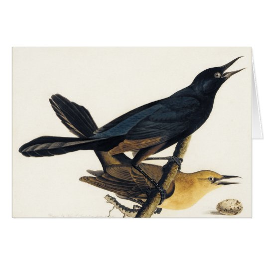 A Pair of Boat-Tailed Grackles Cards (Front Horizontal)