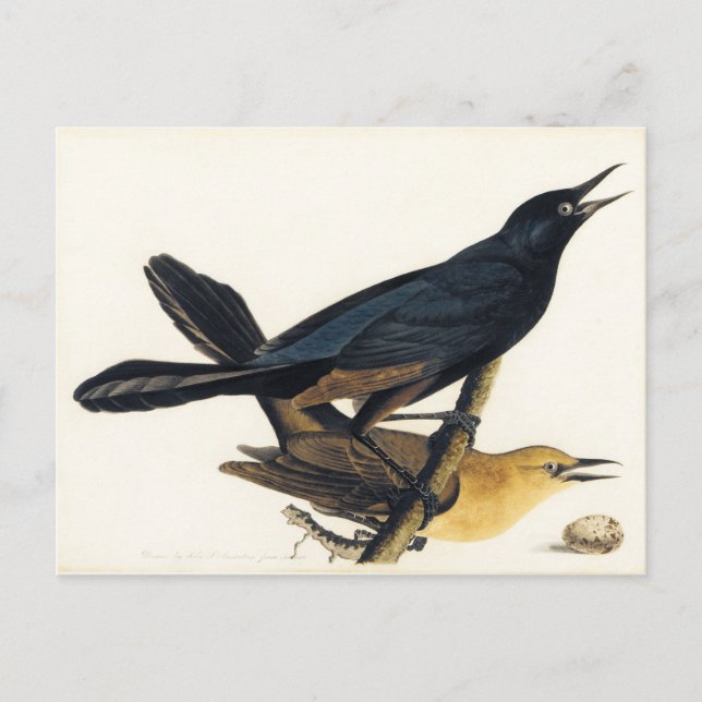 A Pair of Boat-Tailed Grackles Postcard (Front)