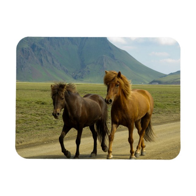 A Pair of Brown Icelandic Ponies Magnet (Horizontal)