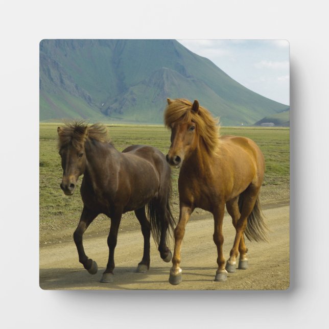 A Pair of Brown Icelandic Ponies Plaque (Front)