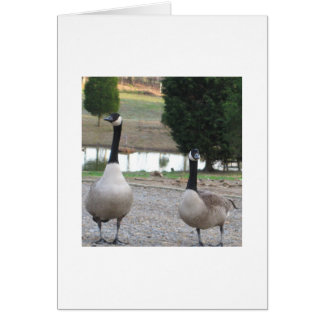 A Pair Of Canada Geese Cards