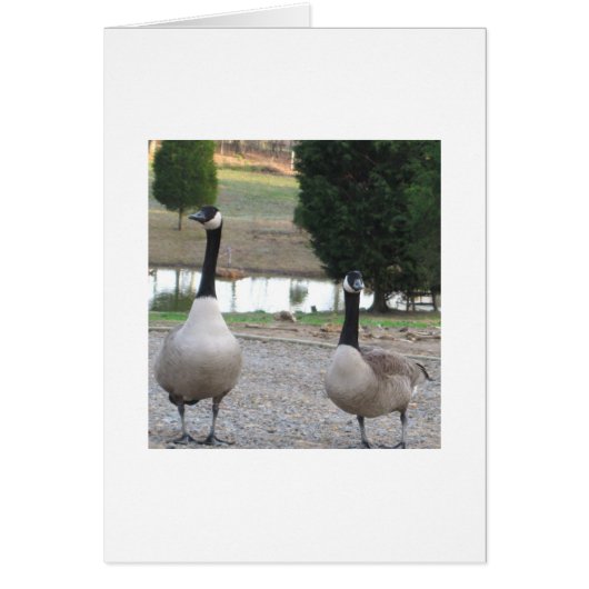 A Pair Of Canada Geese Cards (Front)