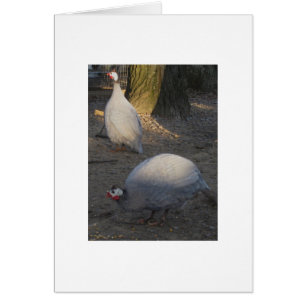 A Pair Of Coral Blue Guineas Cards