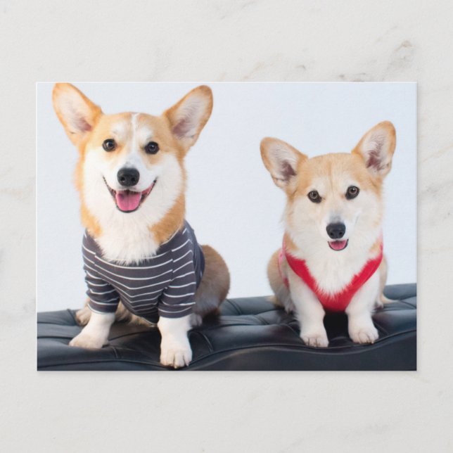 A Pair Of Corgis Sitting On A Bench Postcard (Front)