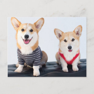 A Pair Of Corgis Sitting On A Bench Postcard