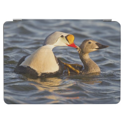 A pair of courting king eiders in a tundra pond iPad air cover