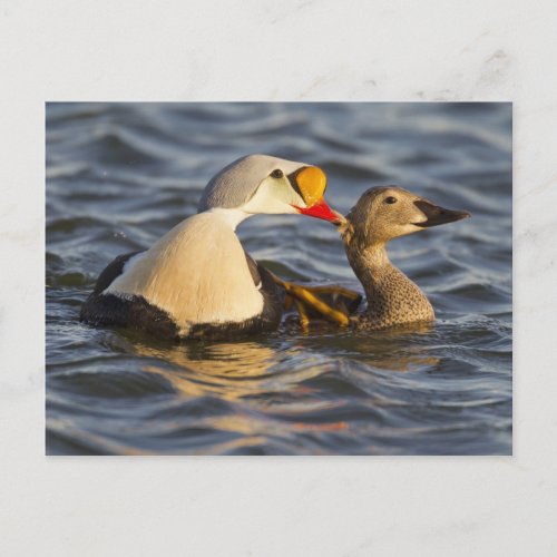 A pair of courting king eiders in a tundra pond postcard