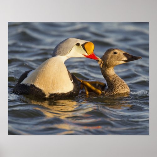 A pair of courting king eiders in a tundra pond poster