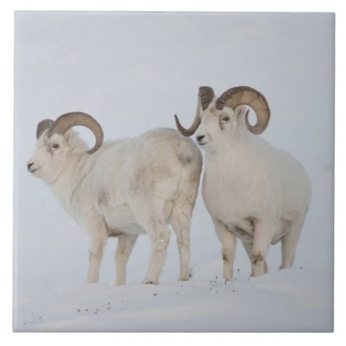 A pair of Dall sheep rams survey each other Tile