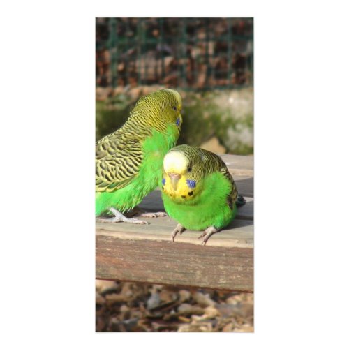 A Pair of Green Budgies on a wooden bench Card