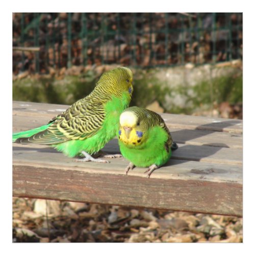 A Pair of Green Budgies on a wooden bench Photo Print