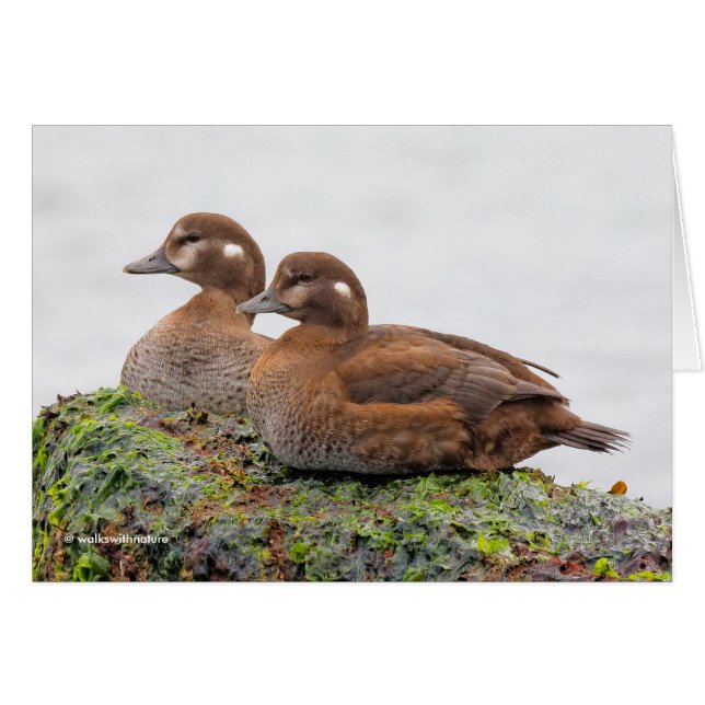 A Pair of Harlequin Ducks on the Rocks Cards (Front Horizontal)