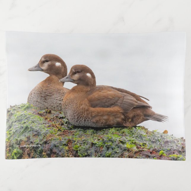 A Pair of Harlequin Ducks on the Rocks Trinket Tray (Front)