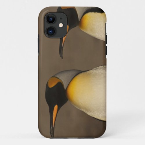 A pair of King Penguins Aptenodytes p iPhone 11 Case