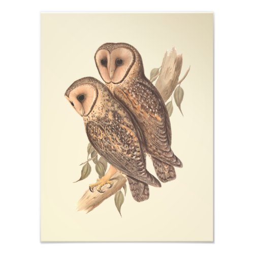 A Pair of Masked Barn Owls on a branch painting Photo Print
