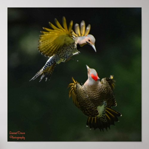 A Pair of Northern Flickers Poster