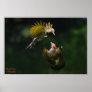A Pair of Northern Flickers Poster