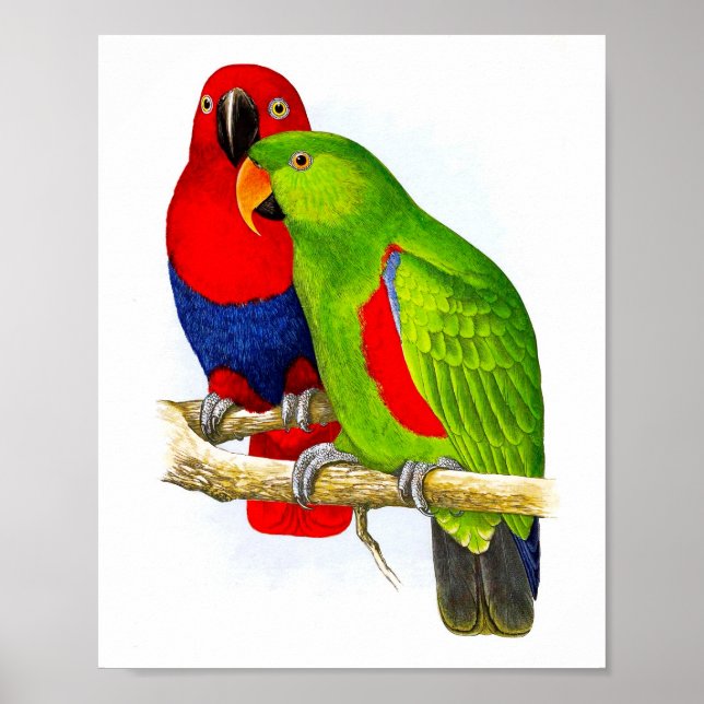 A Pair of Parrots No.5 Antique Bird Repro Print (Front)