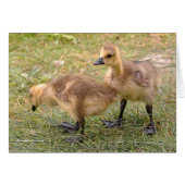 A Pair of Playful Canada Goose Goslings (Front Horizontal)