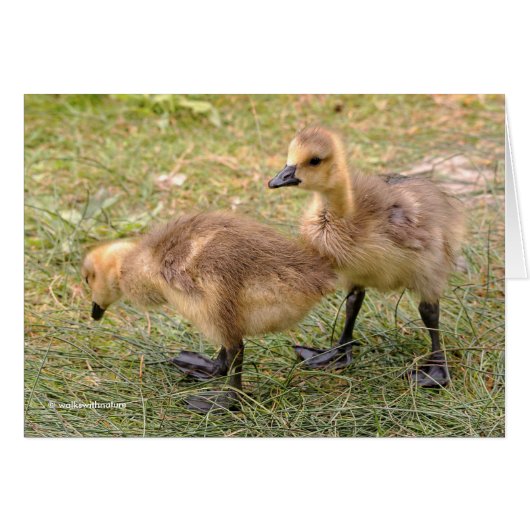 A Pair of Playful Canada Goose Goslings (Front Horizontal)
